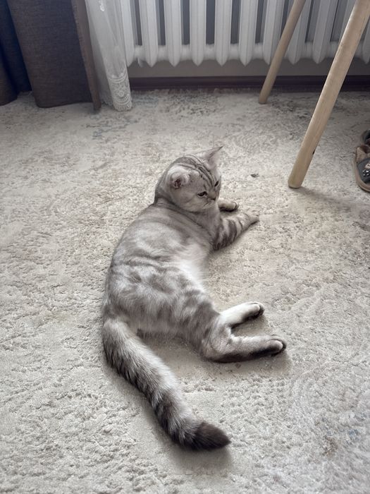 Отдам кота год и 9 месяцев