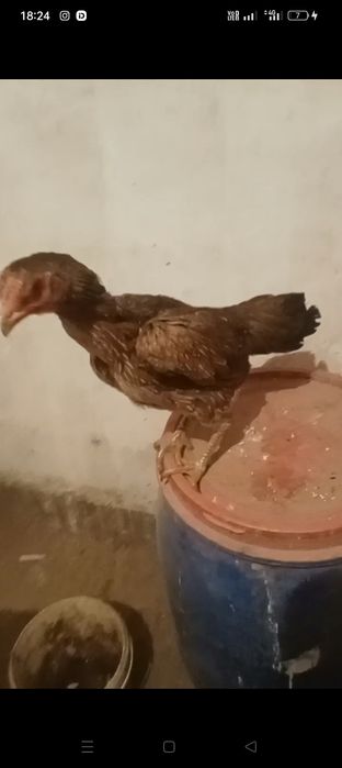Дакан бойцовские куры