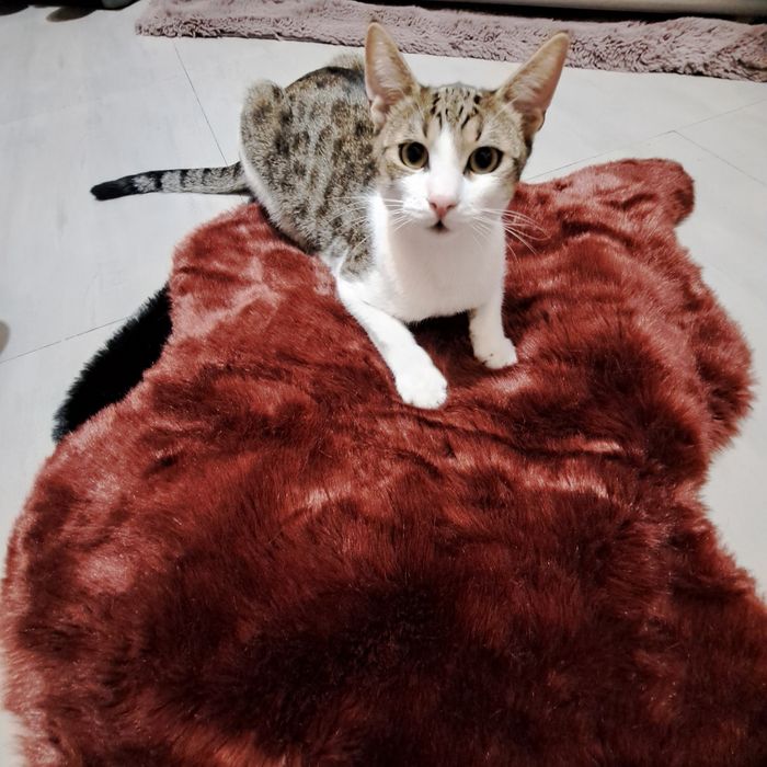 Adoptie motan castrat Zurel