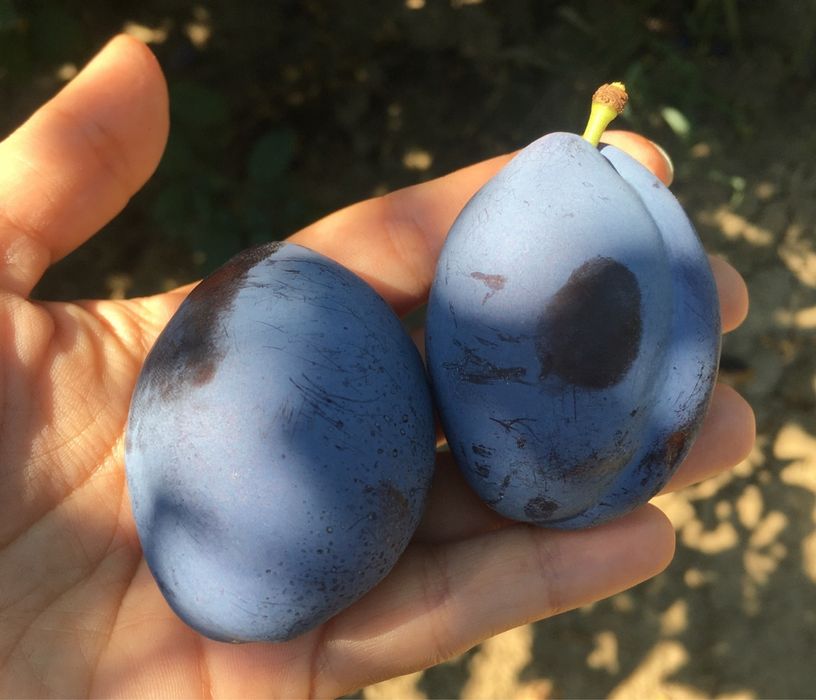 Продавам сини сливи