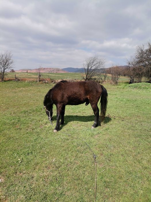 Продавам жребец 3год.