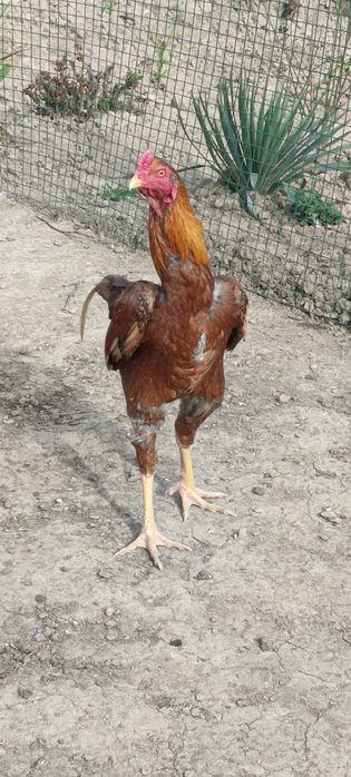 Продам бойцового.