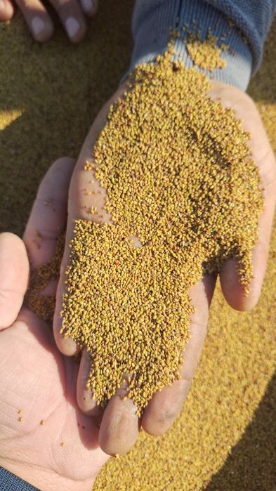 Vand seminte  de lucernă