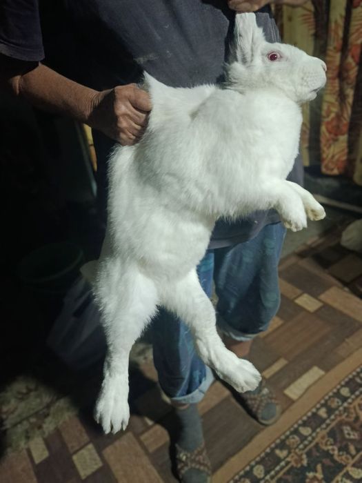 Крольчата фландер