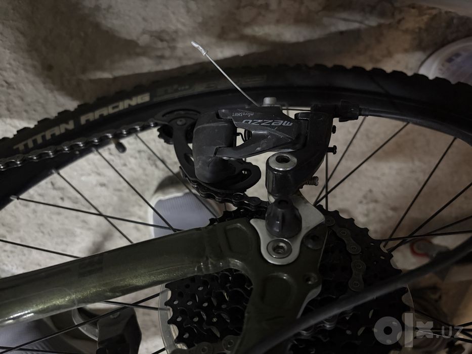 Mongoose montana