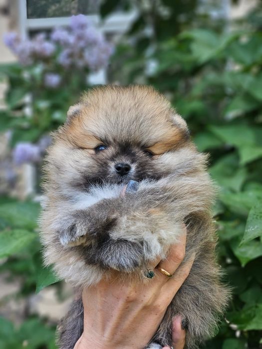 Шпицы в наличии продажа