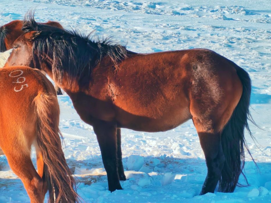 Айғыр сатылады!8 жасар