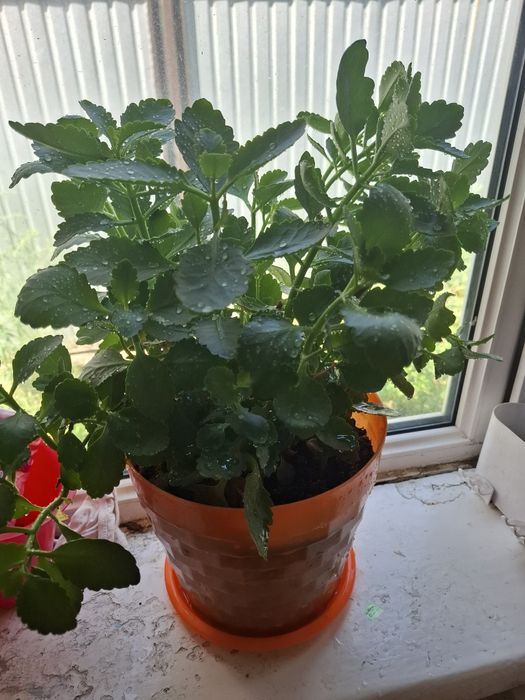 Продам цветы Каланхоэ