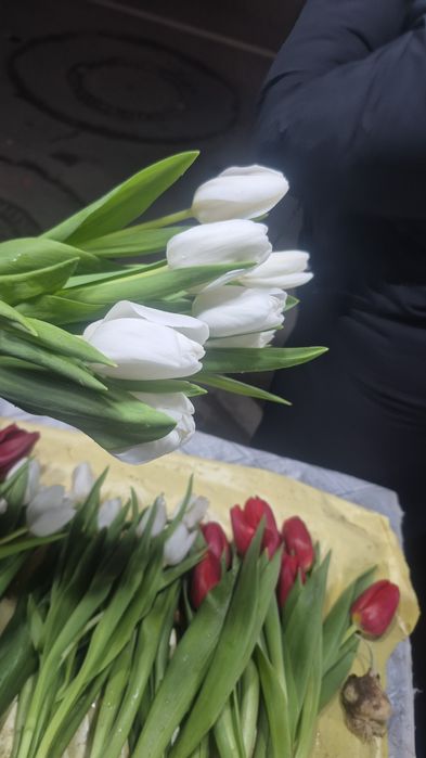 Тюльпаны голландские