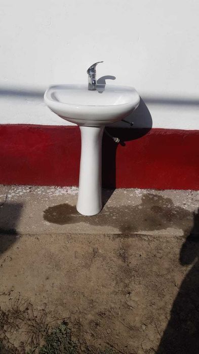 Раковина тюльпан