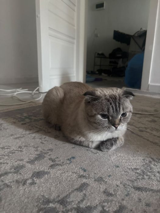 Шотландскый вислоухый кот