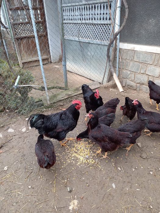 Ouă pentru incubat – Rhode Island