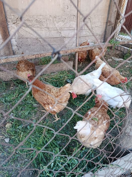 Продам курс отл несутся