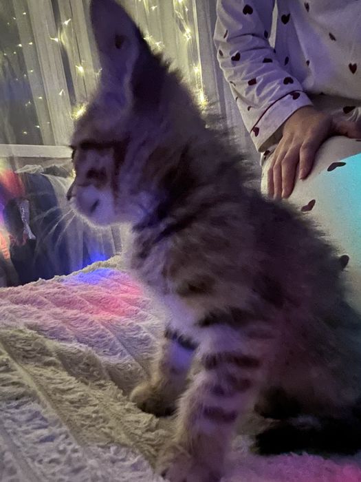 Отдам в добрые руки