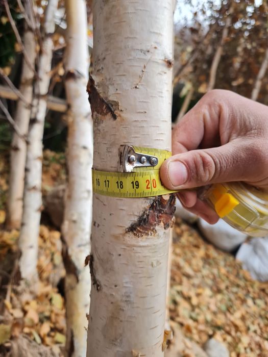 Tuia smaragd,mesteacăn, platan,prunus,artar,Plop,brazi
