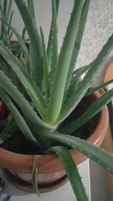 алоэ лечебный 4-5 лет