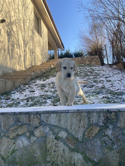 Puiut labrador, femela cu pedigree