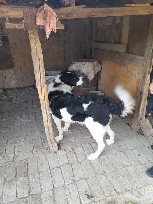 Собака Алабай 4 год