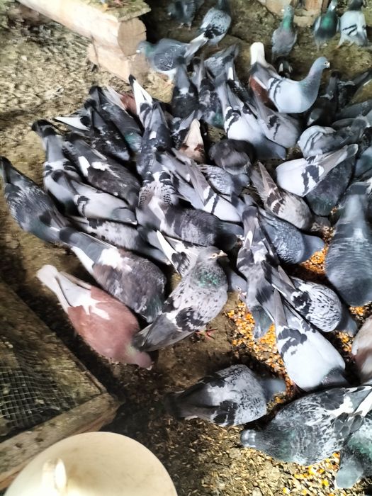 Porumbei caut un copil care dorește și îi plac porumbei