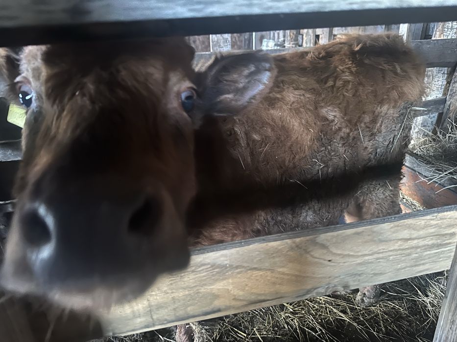 Продам годовалых бычков