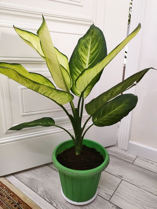 Растения.   Есть доставка