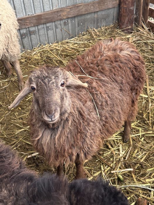 Тоқтылар сатылады 2бас