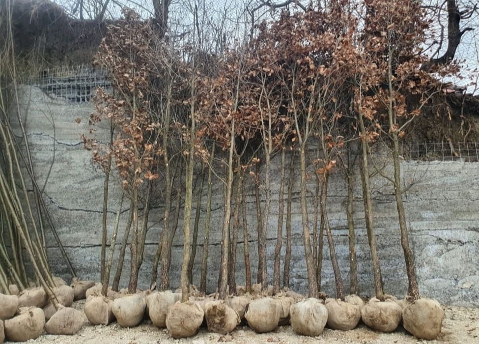 Plante foioase: Mesteacăn, Tei, Stejar, Platan – copaci ornamentali