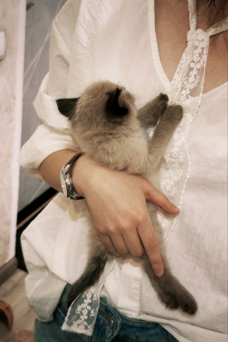 Продам сиамского котенка