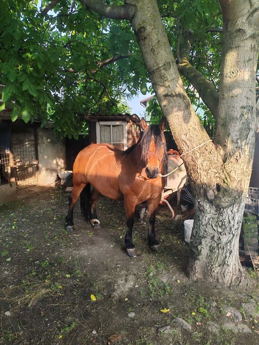 Iapă de vânzare