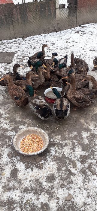 Vind  rate  rouen  rasa