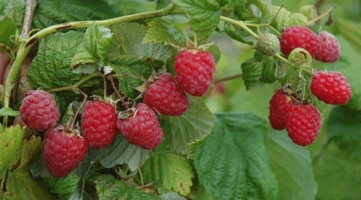 Продам Дачные саженцы