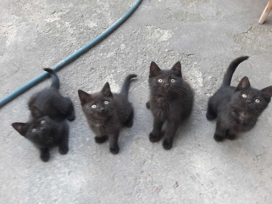 Котята кошки mushuk bolasi