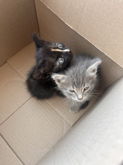 Котята в добрые руки