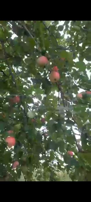 Продам дачу сад здоровье.