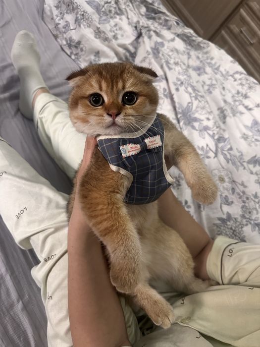 Британский золотая шиншилла