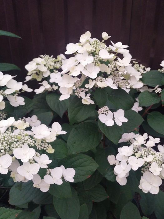 Продам гортензии