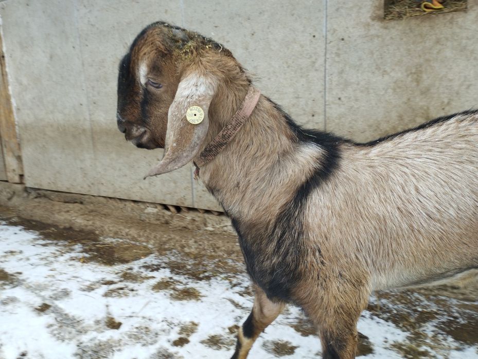 Masculi alpina franceza și anglonubiana