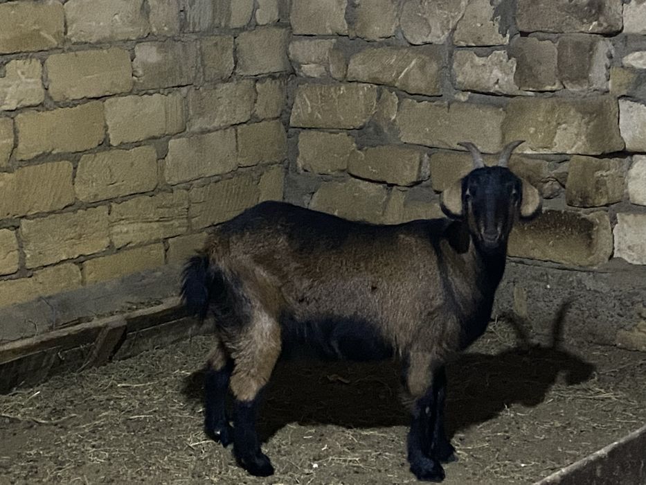 Занен ешкілер сатылады.