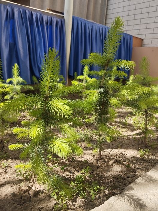 Archa, galuboy yel, rassiya