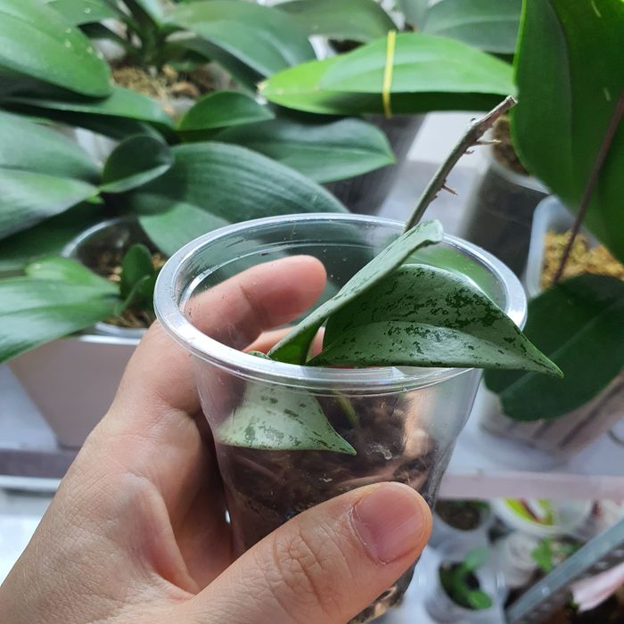 хойя пубикаликс пинк сильвер гост