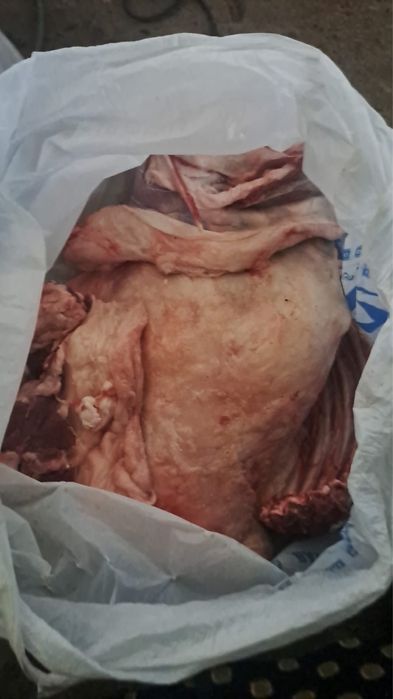 Қой еті  МЯСО Свежий