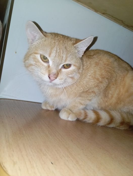 Рыжий котик ищет дом