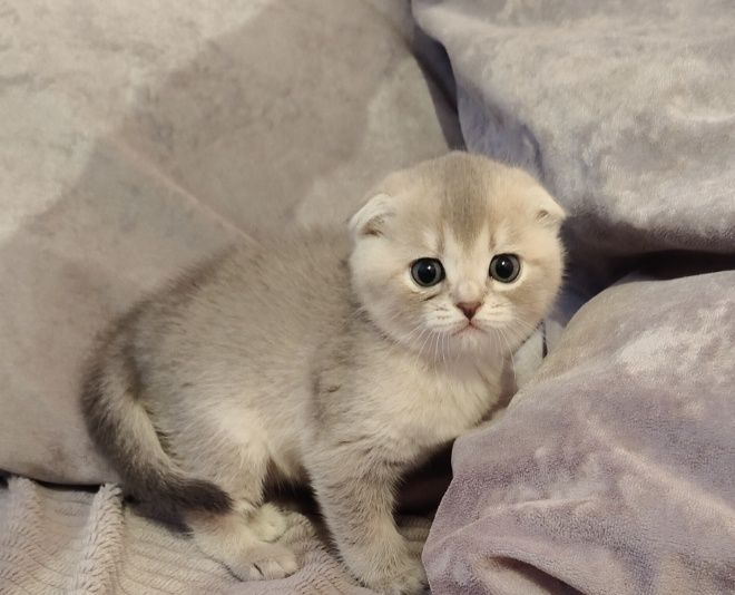 Голубая вислоухая Шиншилла