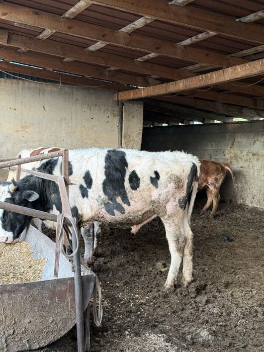 В Продаже бычки Откорм