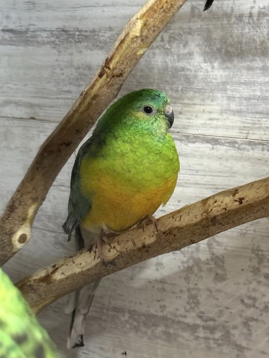 Vand papagal cantator