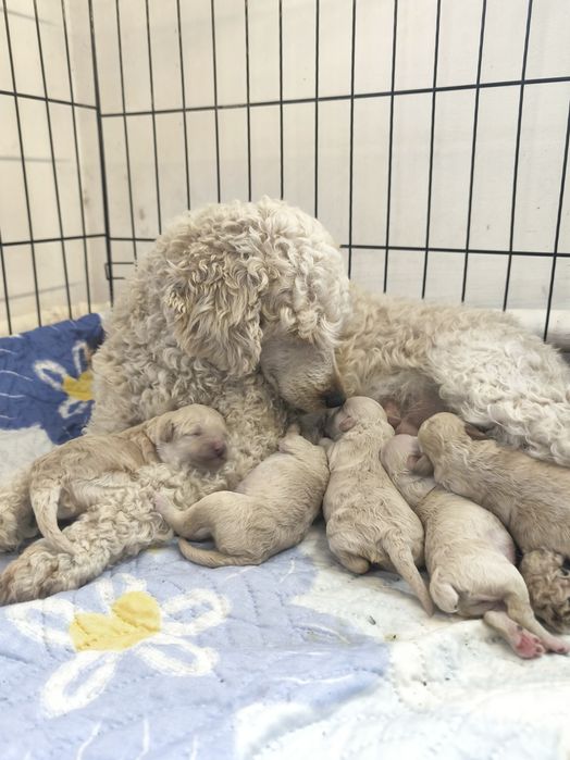 Шикарные пуделята