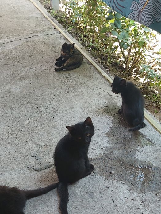 Котята отдам даром