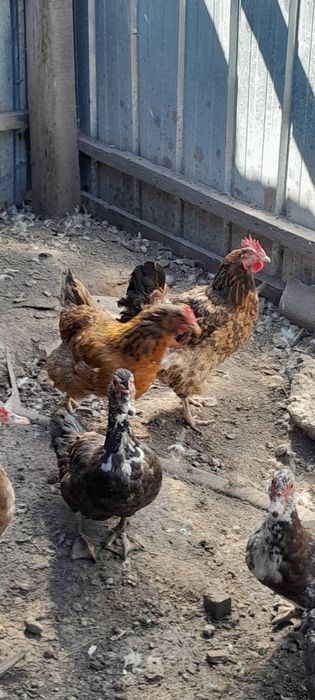 Куры домашние цветные