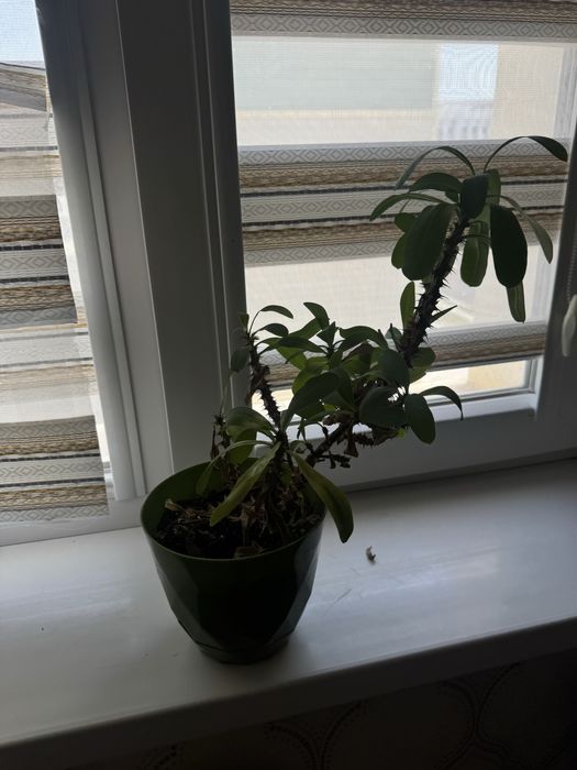 домашние цветы продам