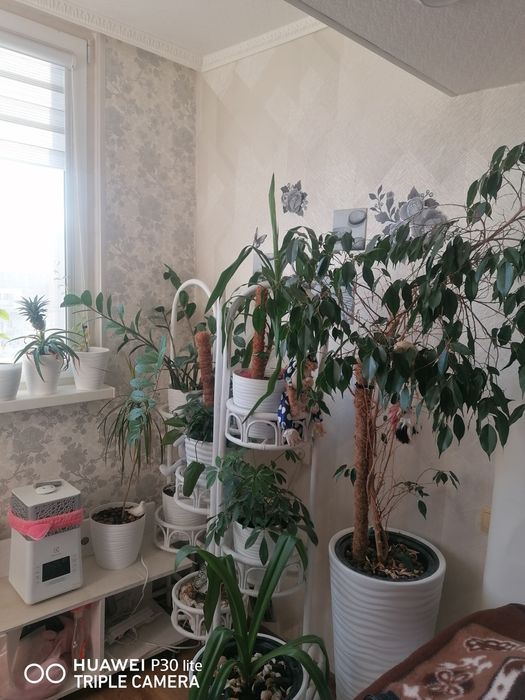 Комнатные цветы продаются